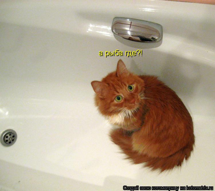 Котоматрица: а рыба где?!