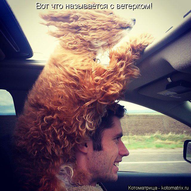 Вот что называется с ветерком!... Котоматрица: Вот что называется с ветерком!