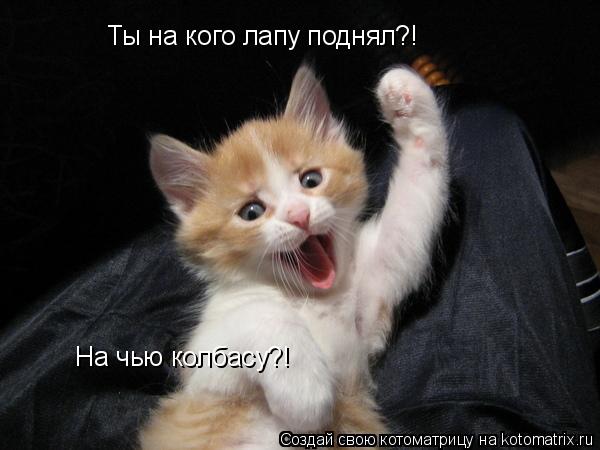 Ты на кого лапу поднял?! На чью колбасу?!... Котоматрица: Ты на кого лапу поднял?! На чью колбасу?!