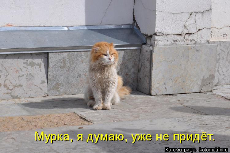 Мурка, я думаю, уже не придёт.... Котоматрица: Мурка, я думаю, уже не придёт.