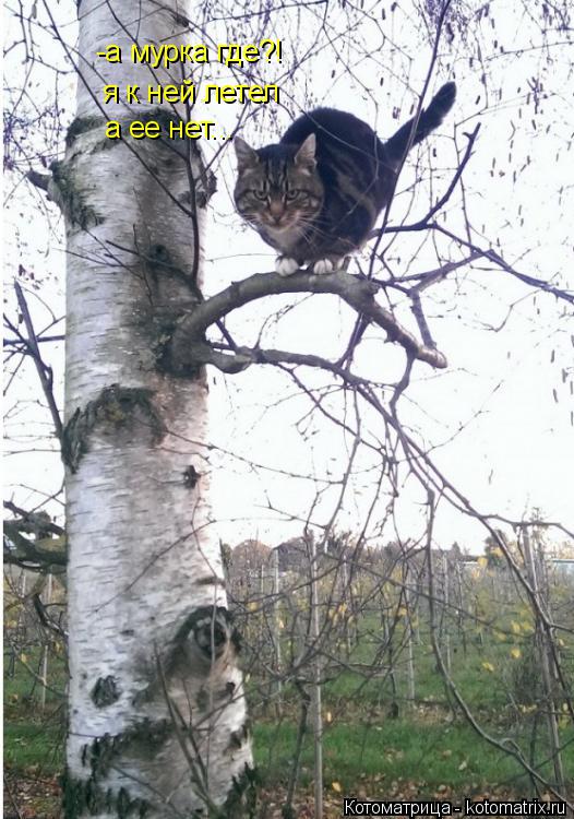 Котоматрица: -а мурка где?! я к ней летел а ее нет...