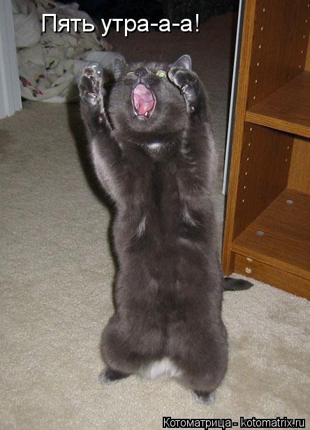 Пять утра-а-а!... Котоматрица: Пять утра-а-а!