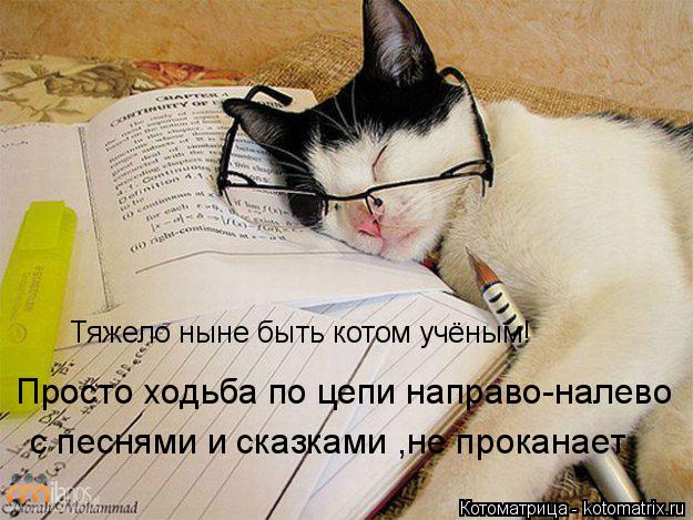 Котоматрица: Тяжело ныне быть котом учёным! с песнями и сказками ,не проканает Просто ходьба по цепи направо-налево