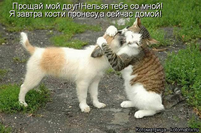 Котоматрица: Прощай мой друг!Нельзя тебе со мной! Я завтра кости пронесу,а сейчас домой!