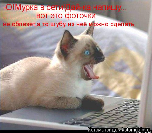 -О!Мурка в сети!Дай-ка напишу... ...............вот это фоточки не,облезет,а то шубу из неё можно сде... Котоматрица: -О!Мурка в сети!Дай-ка напишу... ...............вот это фоточки не,облезет,а то шубу из неё можно сделать