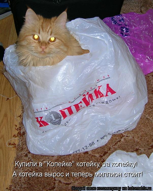 Котоматрица: Купили в "Копейке" котейку, за копейку! А котейка вырос и теперь миллион стоит!
