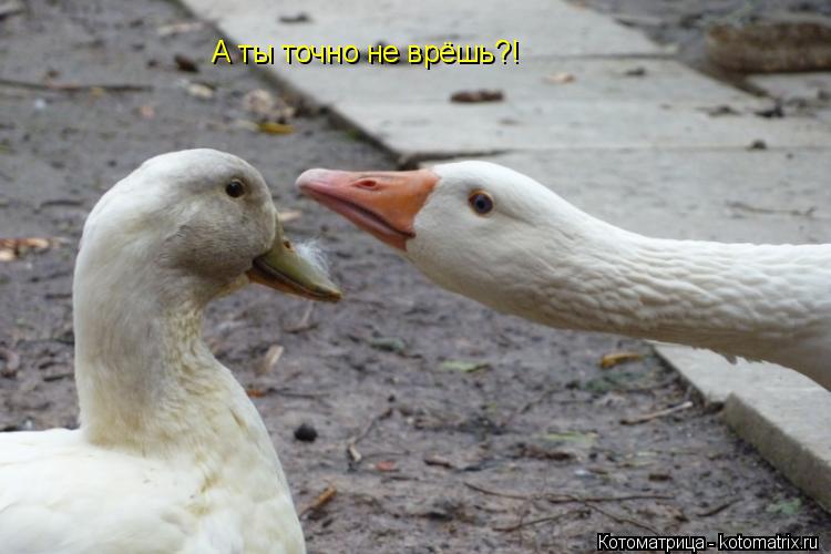 А ты точно не врёшь?!... Котоматрица: А ты точно не врёшь?!