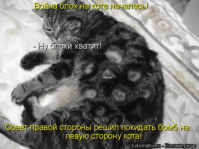 Котоматрица: Война блох на коте началась! Совет правой стороны решил покидать бомб на  левую сторону кота! - Ну блохи хватит!
