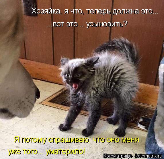 Хозяйка, я что, теперь должна это... Я потому спрашиваю, что оно меня уже того... уматерило! ...вот э... Котоматрица: Хозяйка, я что, теперь должна это... Я потому спрашиваю, что оно меня уже того... уматерило! ...вот это... усыновить?