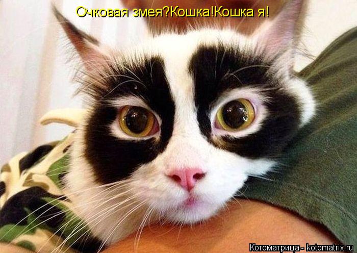 Котоматрица: Очковая змея?Кошка!Кошка я!