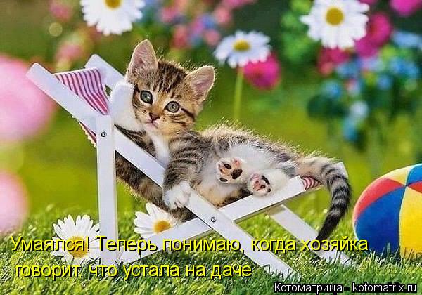 Умаялся! Теперь понимаю, когда хозяйка говорит, что устала на даче... Котоматрица: Умаялся! Теперь понимаю, когда хозяйка говорит, что устала на даче