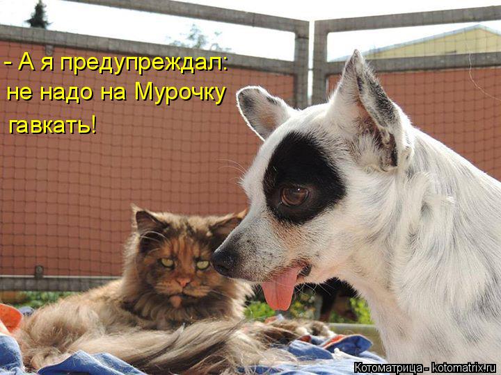 - А я предупреждал: не надо на Мурочку гавкать!... Котоматрица: - А я предупреждал: не надо на Мурочку гавкать!