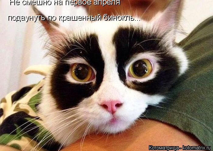 Не смешно на первое апреля подаунуть по крашенный бинокль...... Котоматрица: Не смешно на первое апреля подаунуть по крашенный бинокль...