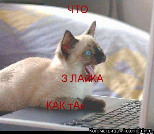 ЧТО 3 ЛАйКА КАК тАк... Котоматрица: ЧТО 3 ЛАйКА КАК тАк