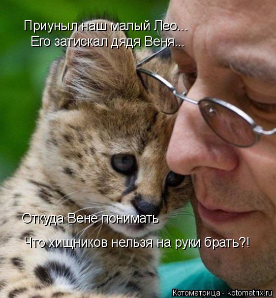 Приуныл наш малый Лео... Его затискал дядя Веня... Откуда Вене понимать Что хищников нельзя на руки б... Котоматрица: Приуныл наш малый Лео... Его затискал дядя Веня... Откуда Вене понимать Что хищников нельзя на руки брать?!
