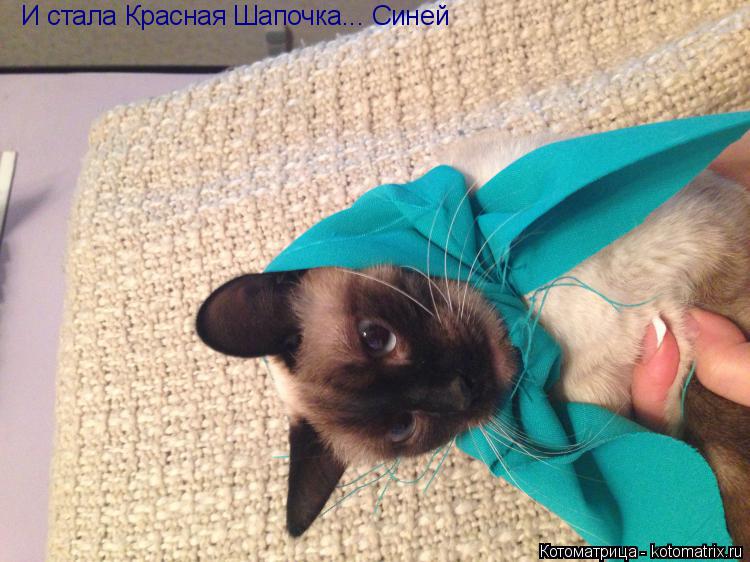 И стала Красная Шапочка... Синей... Котоматрица: И стала Красная Шапочка... Синей