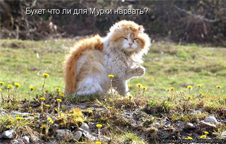 Букет что ли для Мурки нарвать?... Котоматрица: Букет что ли для Мурки нарвать?