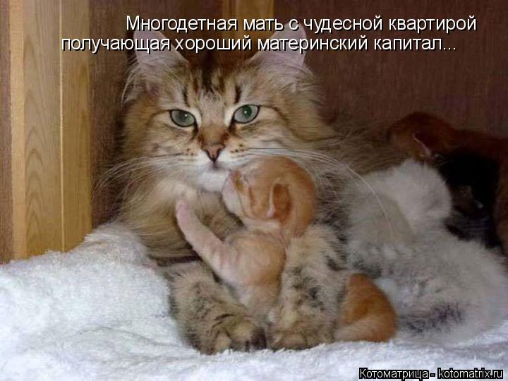 Многодетная мать с чудесной квартирой получающая хороший материнский капитал...... Котоматрица: Многодетная мать с чудесной квартирой получающая хороший материнский капитал...
