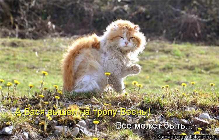 А Вася вышел на тропу Весны! Все может быть...... Котоматрица: А Вася вышел на тропу Весны! Все может быть...