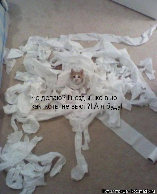 Че делаю? Гнездышко вью как коты не вьют?! А я буду!... Котоматрица: Че делаю? Гнездышко вью как коты не вьют?! А я буду!
