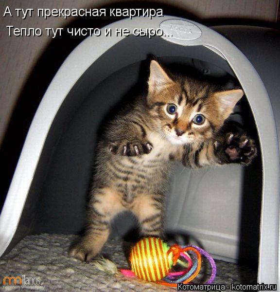 А тут прекрасная квартира Тепло тут чисто и не сыро...... Котоматрица: А тут прекрасная квартира Тепло тут чисто и не сыро...