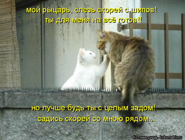 Котоматрица: мой рыцарь, слезь скорей с шипов! ты для меня на всё готов!! но лучше будь ты с целым задом! садись скорей со мною рядом...
