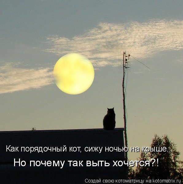 Как порядочный кот, сижу ночью на крыше... Но почему так выть хочется?!... Котоматрица: Как порядочный кот, сижу ночью на крыше... Но почему так выть хочется?!