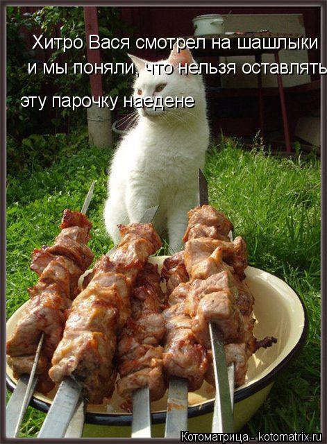 Хитро Вася смотрел на шашлыки и мы поняли, что нельзя оставлять эту парочку наедене... Котоматрица: Хитро Вася смотрел на шашлыки и мы поняли, что нельзя оставлять эту парочку наедене