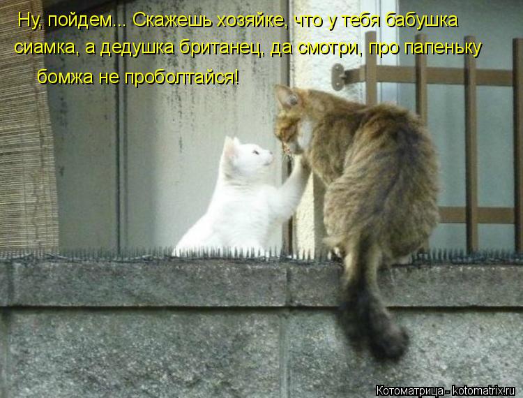 Ну, пойдем... Скажешь хозяйке, что у тебя бабушка сиамка, а дедушка британец, да смотри, про папеньк... Котоматрица: Ну, пойдем... Скажешь хозяйке, что у тебя бабушка сиамка, а дедушка британец, да смотри, про папеньку бомжа не проболтайся!