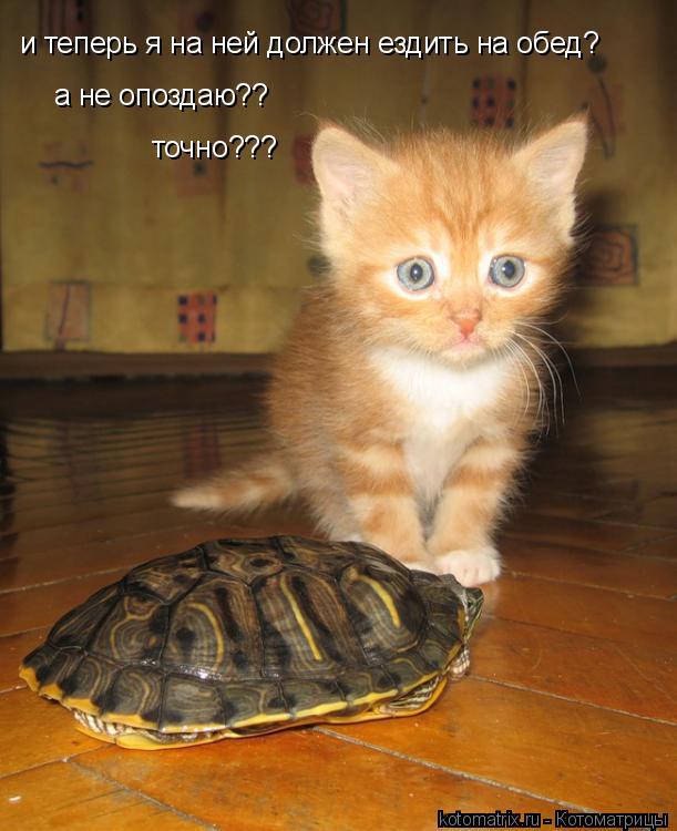 и теперь я на ней должен ездить на обед? а не опоздаю?? точно???... Котоматрица: и теперь я на ней должен ездить на обед? а не опоздаю?? точно???