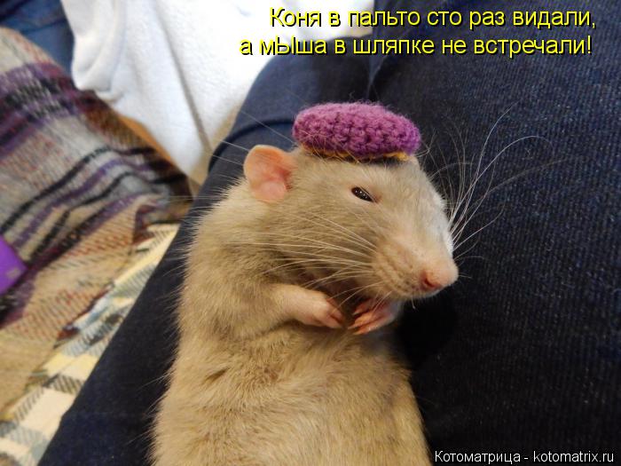 Коня в пальто сто раз видали, а мЫша в шляпке не встречали!... Котоматрица: Коня в пальто сто раз видали, а мЫша в шляпке не встречали!