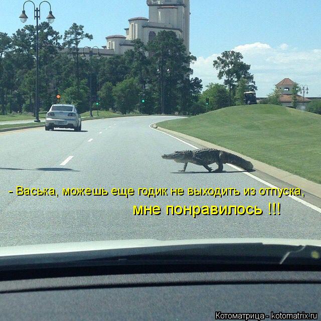 - Васька, можешь еще годик не выходить из отпуска, мне понравилось !!!... Котоматрица: - Васька, можешь еще годик не выходить из отпуска, мне понравилось !!!