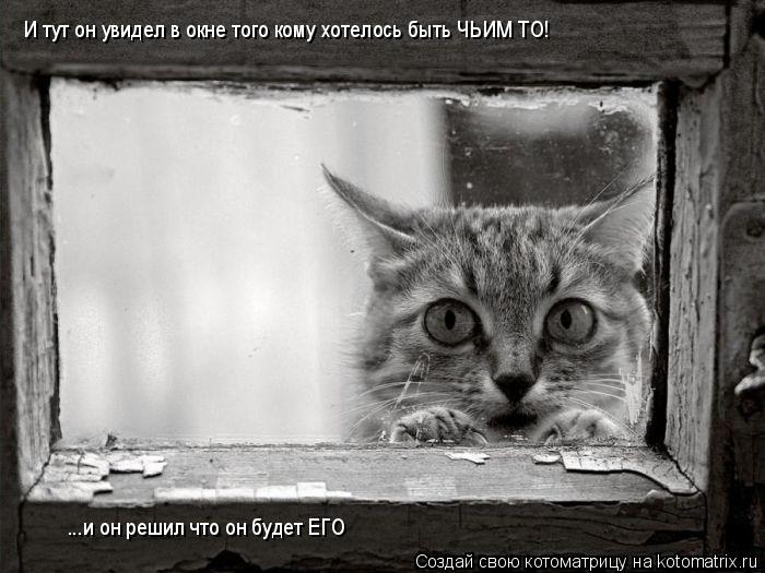 И тут он увидел в окне того кому хотелось быть ЧЬИМ ТО! ...и он решил что он будет ЕГО... Котоматрица: И тут он увидел в окне того кому хотелось быть ЧЬИМ ТО! ...и он решил что он будет ЕГО