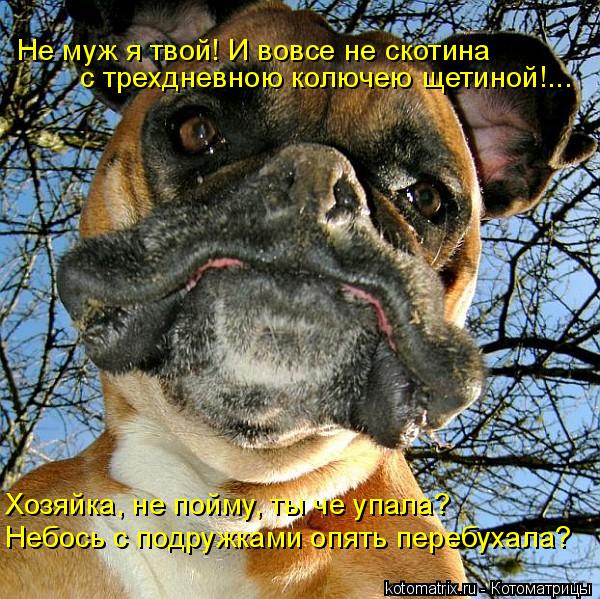 Не муж я твой! И вовсе не скотина с трехдневною колючею щетиной!... Хозяйка, не пойму, ты че упала? Н... Котоматрица: Не муж я твой! И вовсе не скотина с трехдневною колючею щетиной!... Хозяйка, не пойму, ты че упала? Небось с подружками опять перебухала?