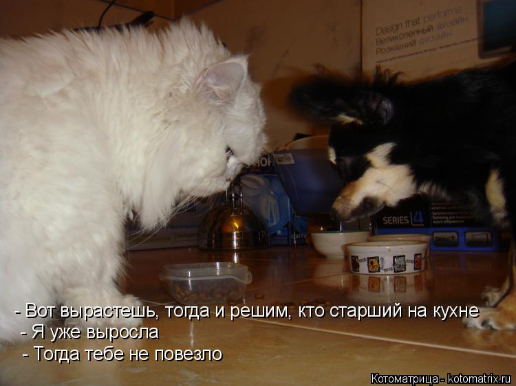 - Вот вырастешь, тогда и решим, кто старший на кухне - Тогда тебе не повезло - Я уже выросла... Котоматрица: - Вот вырастешь, тогда и решим, кто старший на кухне - Тогда тебе не повезло - Я уже выросла