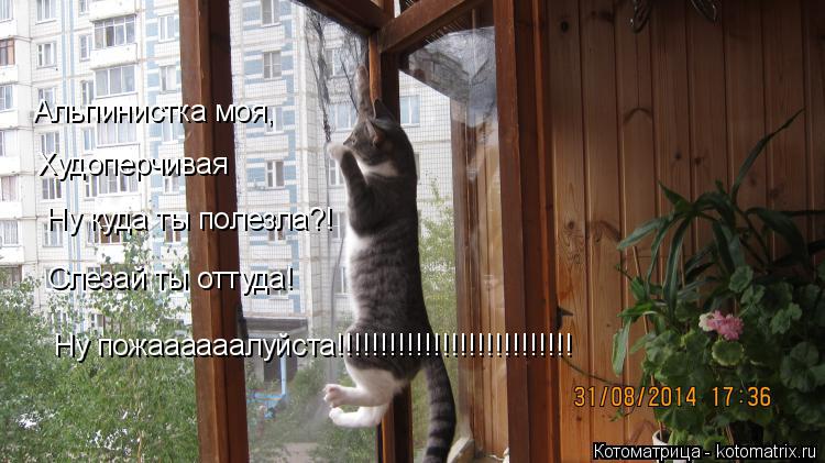 Альпинистка моя, Худоперчивая Ну куда ты полезла?! Слезай ты оттуда! Ну пожаааааалуйста!!!!!!!!!!!!!!... Котоматрица: Альпинистка моя, Худоперчивая Ну куда ты полезла?! Слезай ты оттуда! Ну пожаааааалуйста!!!!!!!!!!!!!!!!!!!!!!!!!!!