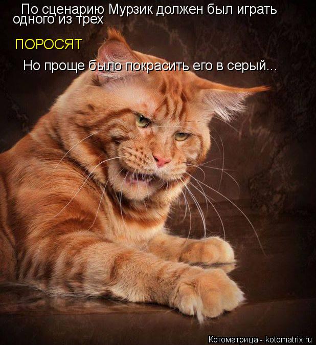 По сценарию Мурзик должен был играть одного из трех ПОРОСЯТ Но проще было покрасить его в серый...... Котоматрица: По сценарию Мурзик должен был играть одного из трех ПОРОСЯТ Но проще было покрасить его в серый...