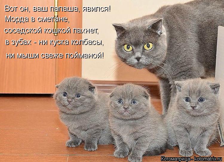 Вот он, ваш папаша, явился! Морда в сметане, соседской кошкой пахнет, в зубах - ни куска колбасы, ни... Котоматрица: Вот он, ваш папаша, явился! Морда в сметане, соседской кошкой пахнет, в зубах - ни куска колбасы, ни мыши свеже пойманой!