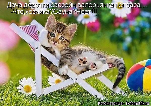 Дача,девочки,бассейн,валерьянка,колбаса.... -Что,хозяйка?Сауна?Неет!!!... Котоматрица: Дача,девочки,бассейн,валерьянка,колбаса.... -Что,хозяйка?Сауна?Неет!!!