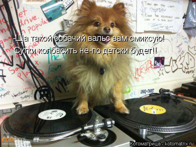Котоматрица: -Ща такой собачий вальс вам смиксую! Сутки колбасить не-по детски будет!!