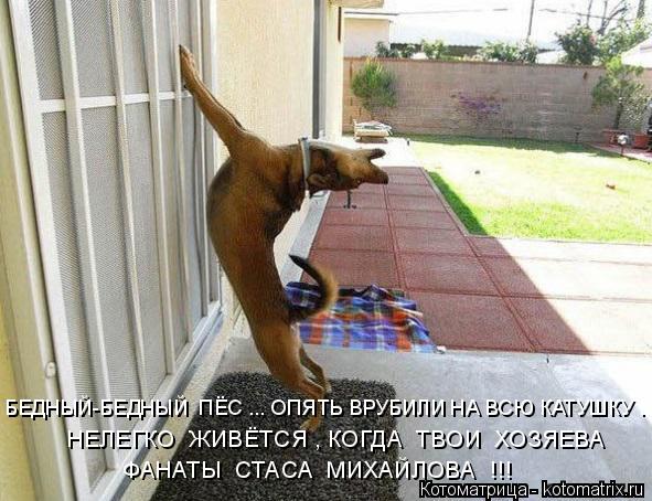 БЕДНЫЙ-БЕДНЫЙ ПЁС ... ОПЯТЬ ВРУБИЛИ НА ВСЮ КАТУШКУ . НЕЛЕГКО ЖИВЁТСЯ , КОГДА ТВОИ ХОЗЯЕВА ФАНАТЫ ... Котоматрица: БЕДНЫЙ-БЕДНЫЙ ПЁС ... ОПЯТЬ ВРУБИЛИ НА ВСЮ КАТУШКУ . НЕЛЕГКО ЖИВЁТСЯ , КОГДА ТВОИ ХОЗЯЕВА ФАНАТЫ СТАСА МИХАЙЛОВА !!!