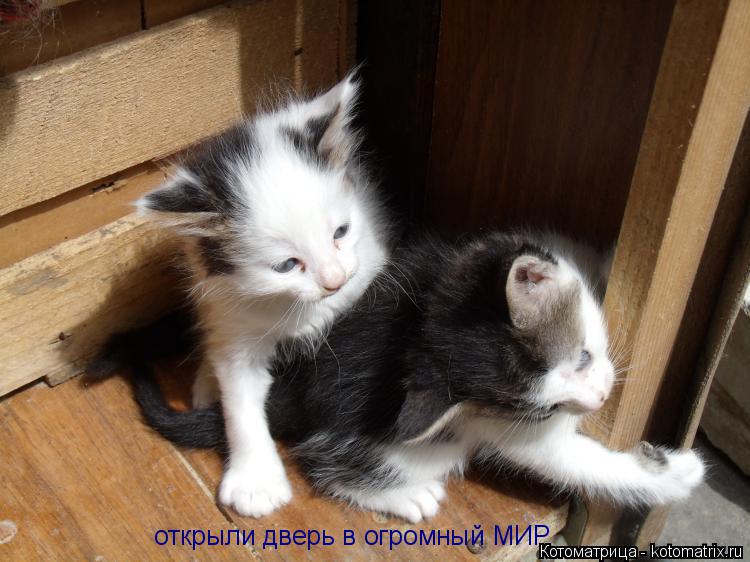 Котоматрица: открыли дверь в огромный МИР