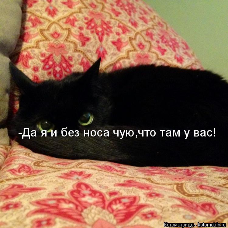 Котоматрица: -Да я и без носа чую,что там у вас!