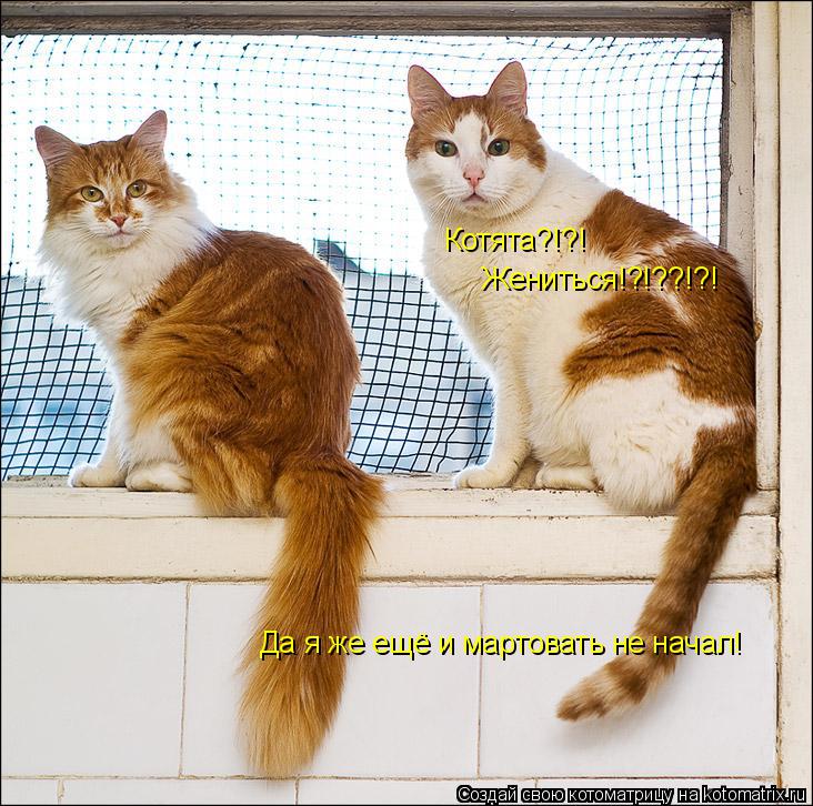 Котята?!?! Жениться!?!??!?! Да я же ещё и мартовать не начал!... Котоматрица: Котята?!?! Жениться!?!??!?! Да я же ещё и мартовать не начал!