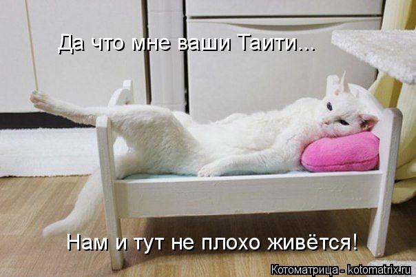 Да что мне ваши Таити... Нам и тут не плохо живётся!... Котоматрица: Да что мне ваши Таити... Нам и тут не плохо живётся!