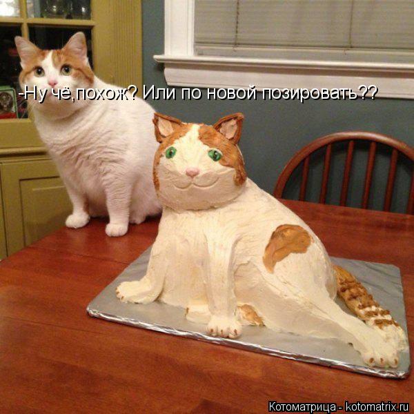 Котоматрица: -Ну чё,похож? Или по новой позировать??