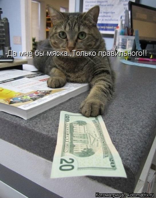 Котоматрица: -Да мне бы мяска..Только правильного!!