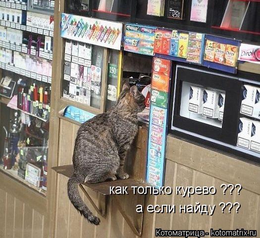 как только курево ??? а если найду ???... Котоматрица: как только курево ??? а если найду ???
