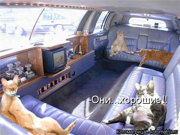 Котоматрица: -Они...хорошие!!