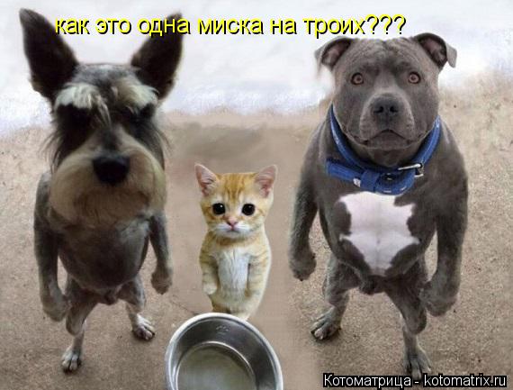 как это одна миска на троих???... Котоматрица: как это одна миска на троих???
